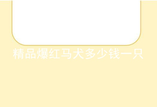 精品爆红马犬多少钱一只