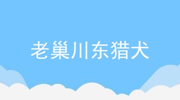 老巢川东猎犬