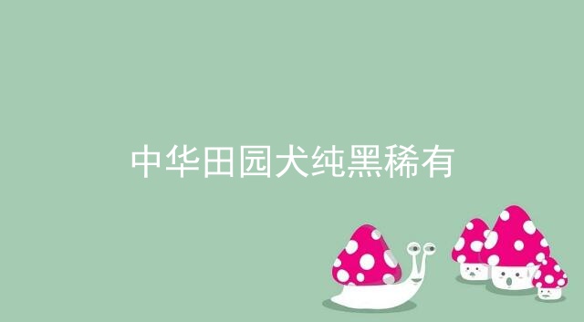 中华田园犬纯黑稀有