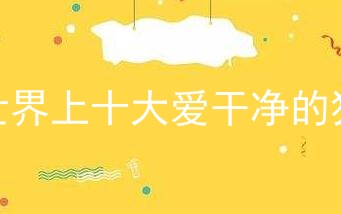 世界上十大爱干净的狗