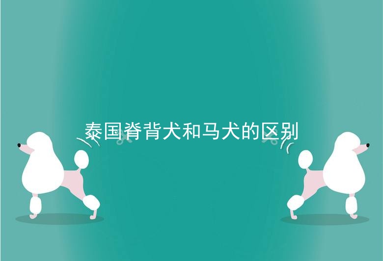 泰国脊背犬和马犬的区别