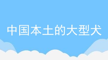 中国本土的大型犬