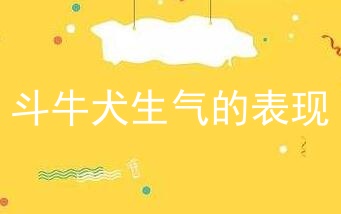 斗牛犬生气的表现