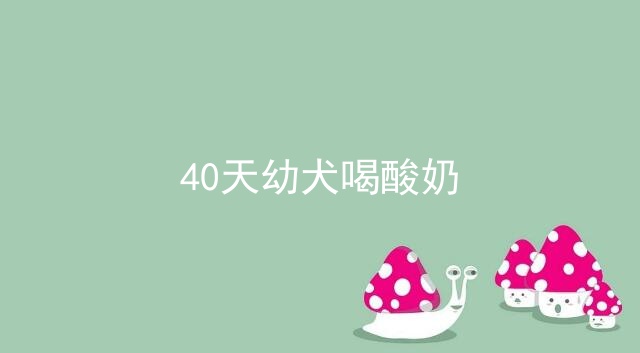 40天幼犬喝酸奶