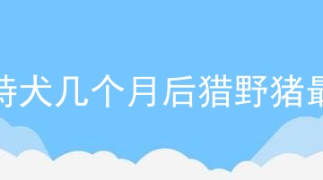 比特犬几个月后猎野猪最好