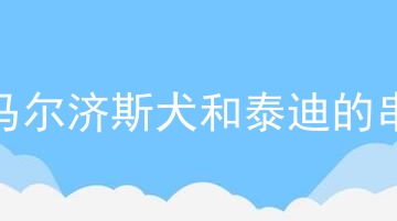 马尔济斯犬和泰迪的串