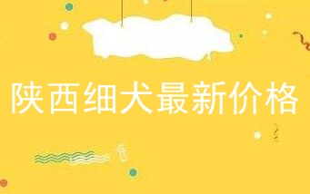 陕西细犬最新价格