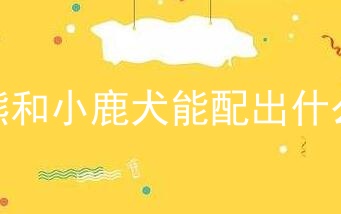 比熊和小鹿犬能配出什么狗