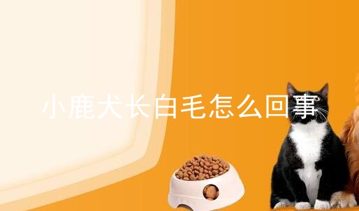 小鹿犬长白毛怎么回事