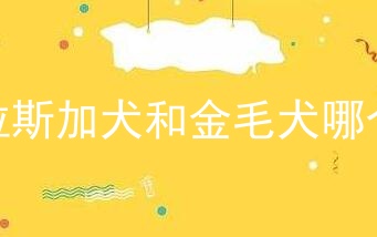 阿拉斯加犬和金毛犬哪个好