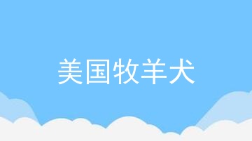 美国牧羊犬