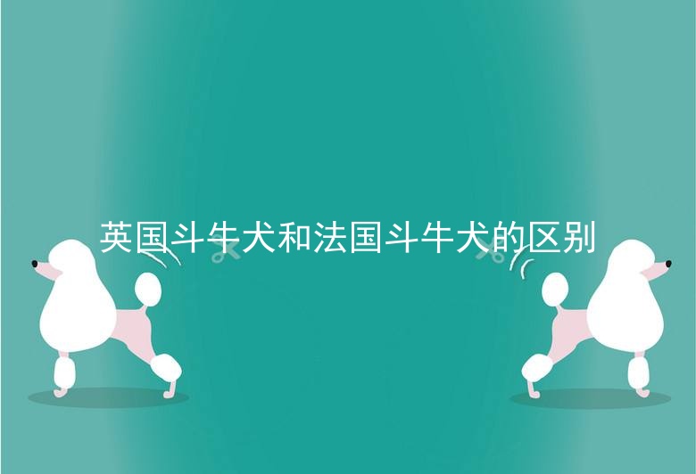 英国斗牛犬和法国斗牛犬的区别