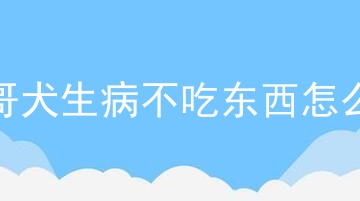 巴哥犬生病不吃东西怎么办