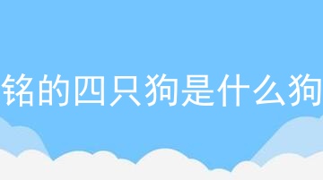 柯铭的四只狗是什么狗狗