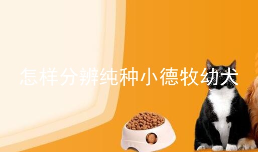 怎样分辨纯种小德牧幼犬