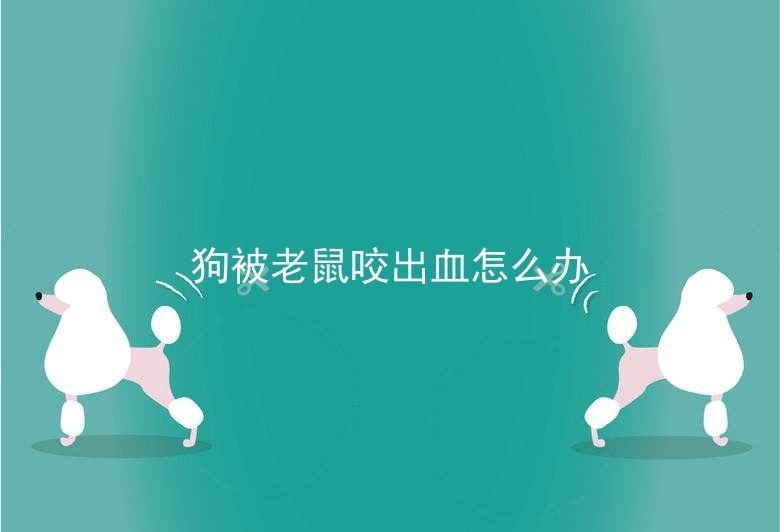 狗被老鼠咬出血怎么办