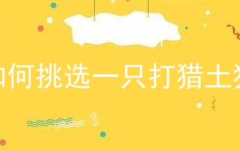 如何挑选一只打猎土狗
