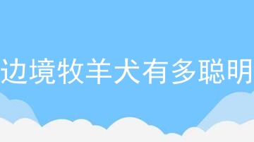 边境牧羊犬有多聪明