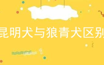 昆明犬与狼青犬区别