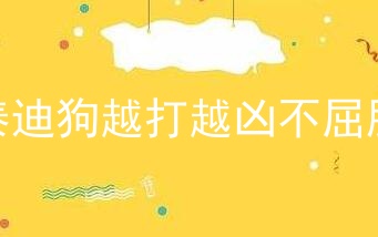 泰迪狗越打越凶不屈服