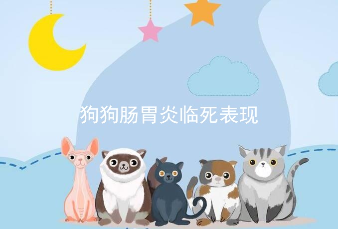 狗狗肠胃炎临死表现
