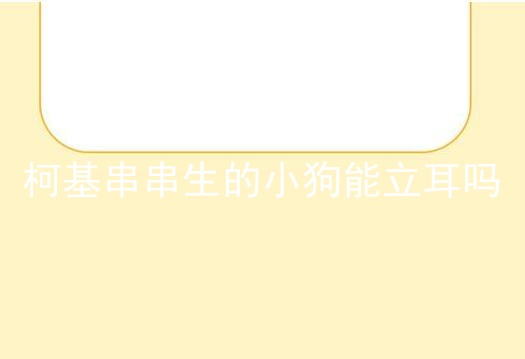 柯基串串生的小狗能立耳吗