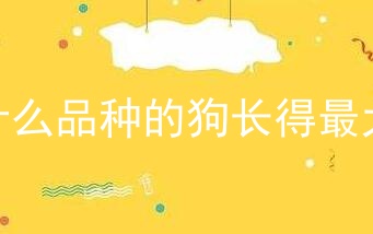 什么品种的狗长得最大
