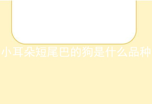小耳朵短尾巴的狗是什么品种