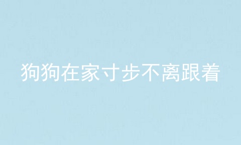 狗狗在家寸步不离跟着