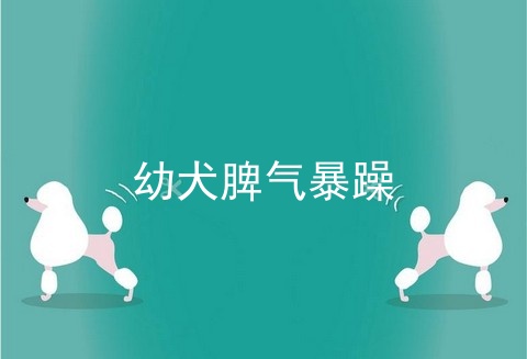 幼犬脾气暴躁