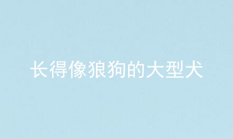 长得像狼狗的大型犬
