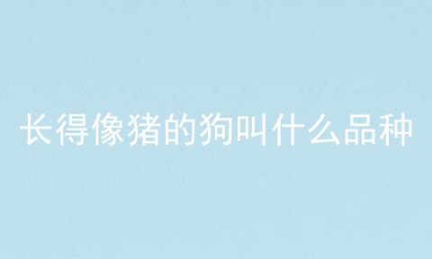 长得像猪的狗叫什么品种