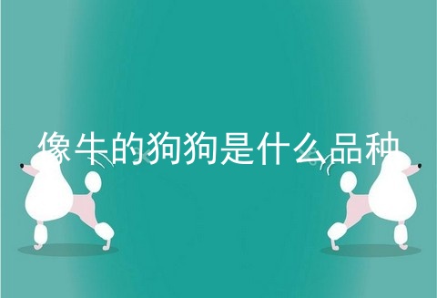 像牛的狗狗是什么品种