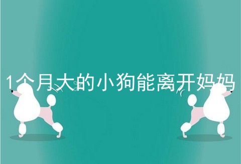 1个月大的小狗能离开妈妈