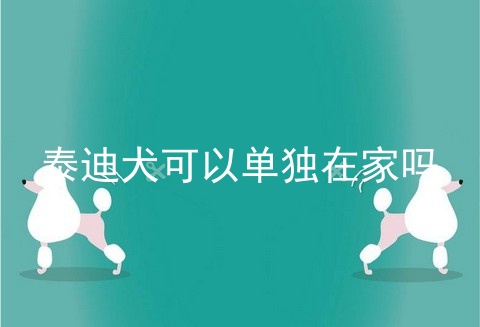 泰迪犬可以单独在家吗