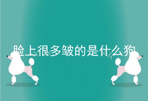 脸上很多皱的是什么狗