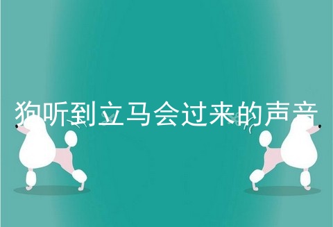 狗听到立马会过来的声音