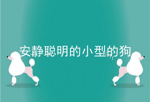 安静聪明的小型的狗