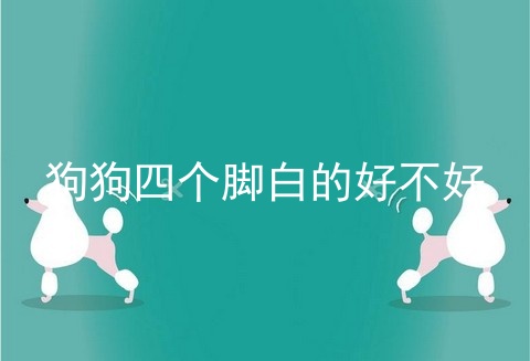 狗狗四个脚白的好不好