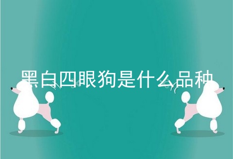 黑白四眼狗是什么品种