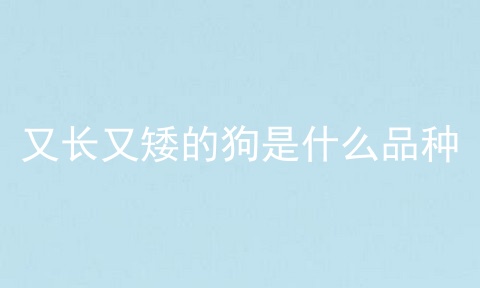 又长又矮的狗是什么品种