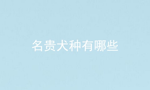 名贵犬种有哪些