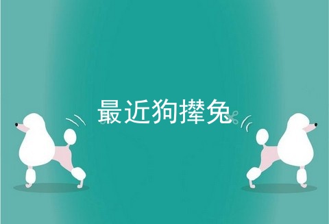 最近狗撵兔