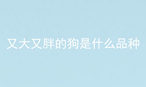 又大又胖的狗是什么品种