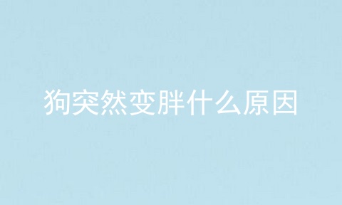 狗突然变胖什么原因