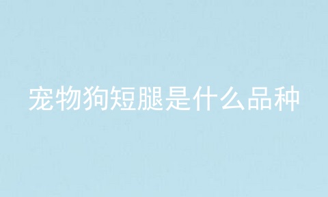 宠物狗短腿是什么品种