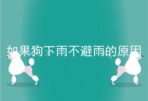 如果狗下雨不避雨的原因