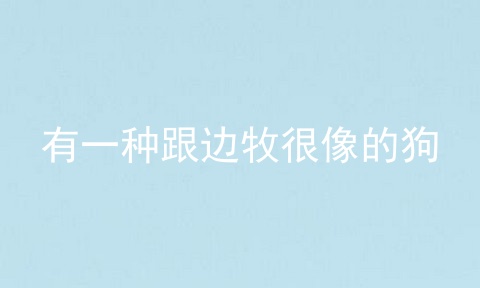 有一种跟边牧很像的狗