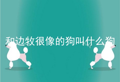 和边牧很像的狗叫什么狗
