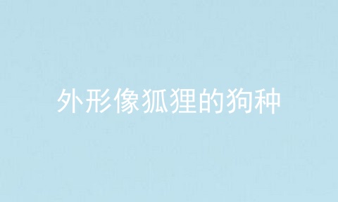 外形像狐狸的狗种